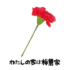 v~A_Ch~XinKLtE̓|E艿ij